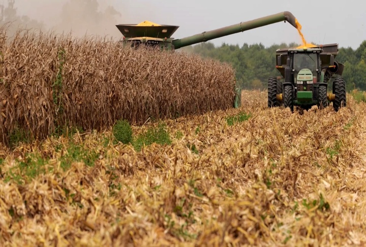 Corn harvest having good yields